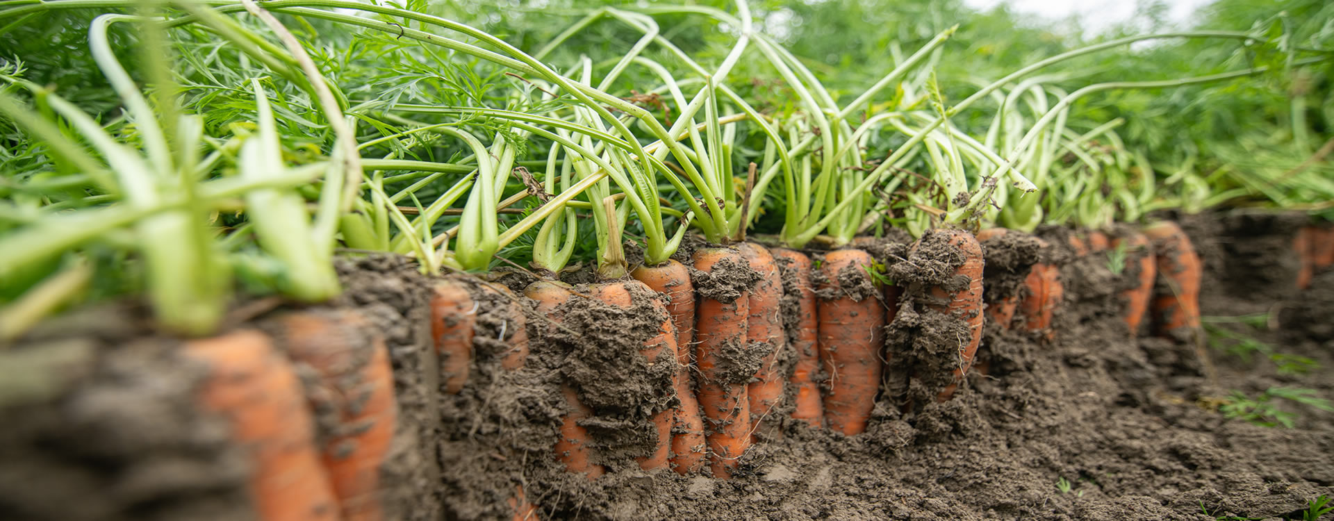 Healthy Organic Vegetables